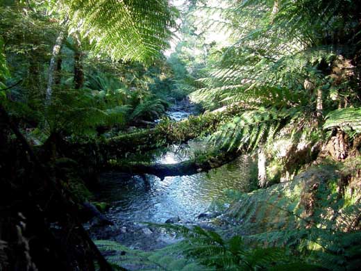 Landschaft-%20Liffey%20Regenwald.jpg