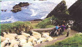 Schafe verursachen Verkehrsstau