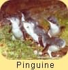 Pinguin