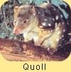 Quoll