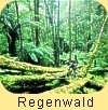 typische Regenwald-Szene.