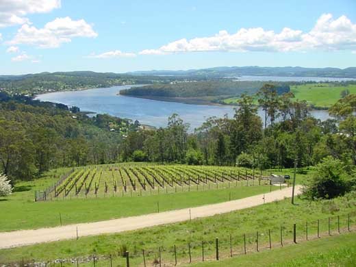 Weingter im Norden von Tasmanien