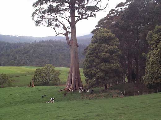 Riesen-Bume sehen Sie hufig auf Ihrer Fahrradtour durch Tasmanien