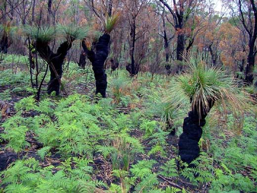 Auf der Radreise durch Tasmanien sehen Sie viele ungewhnliche Pflanzen