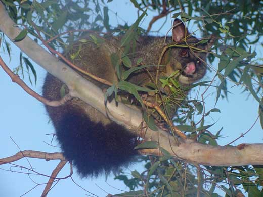 Das Possum stellt eine Plage in Australien dar