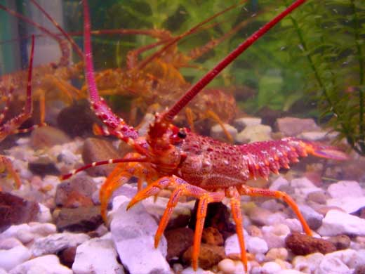 Ein Crayfish zum Picknick verschnert jeden Fahrradurlaub