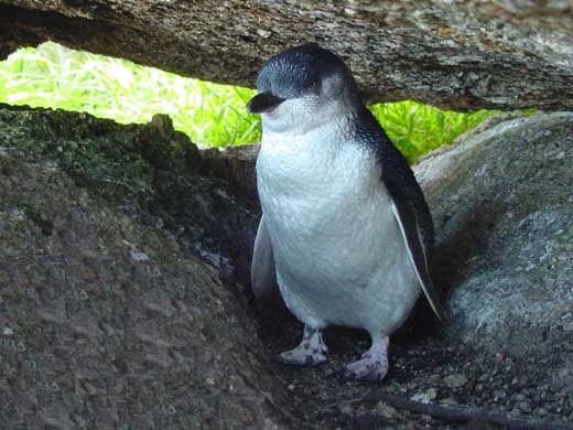Auch Pinguine sehen Sie whrend Ihrer Radreise durch Tasmanien