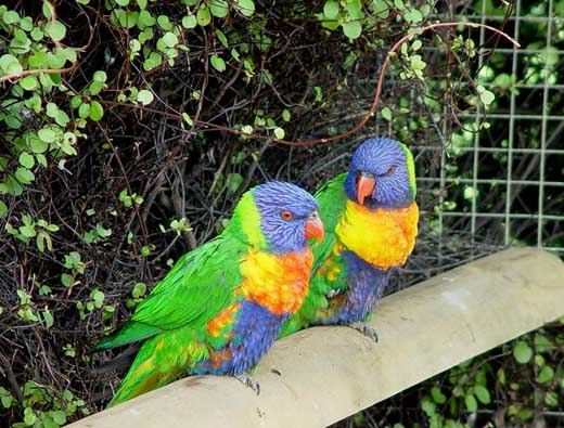 Papageien werden Sie in Ihrem Urlaub in Tasmanien hufig sehen