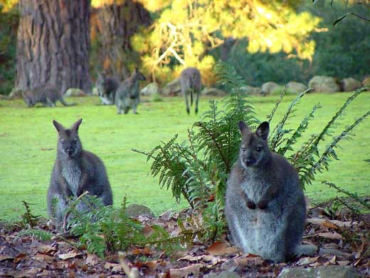 Wallabies sind eine kleine Knguruh-Art, die typisch fr Tasmanien ist