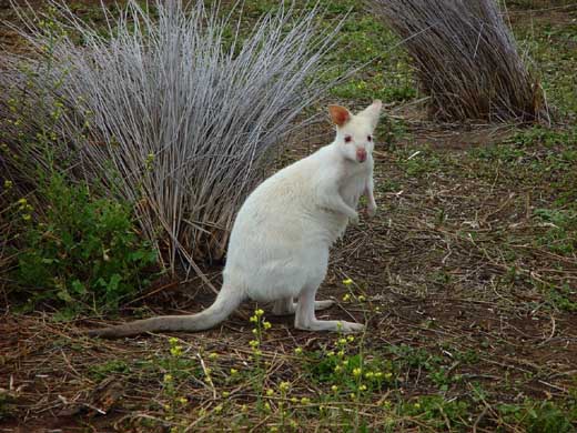 Die sehr seltenen weien Knguruhs kann man auf Bruny Island bestaunen