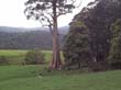 Riesen-Bäume sehen Sie häufig auf Ihrer Fahrradtour durch Tasmanien