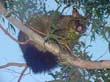 Das Possum stellt eine Plage in Australien dar