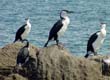 Auch Cormorane sehen Sie auf Ihrer Fahrradtour durch Tasmanien