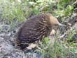 Den Echidna werden Sie whrend Ihrer Fahrradtour durch Tasmanien sehr hufig sehen