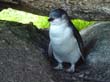 Auch Pinguine sehen Sie whrend Ihrer Radreise durch Tasmanien