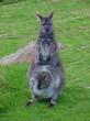 Känguruhs werden Sie in reicher Anzahl sehen, auf jeder Fahrradtour durch Australien
