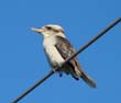 Der Kookaburra ist eine hufiger Vogel in Tasmanien