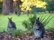 Wallabies sind eine kleine Känguruh-Art, die typisch für Tasmanien ist